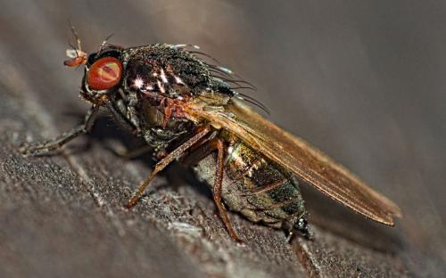 Réf. 352 405 : Calliopum sp.